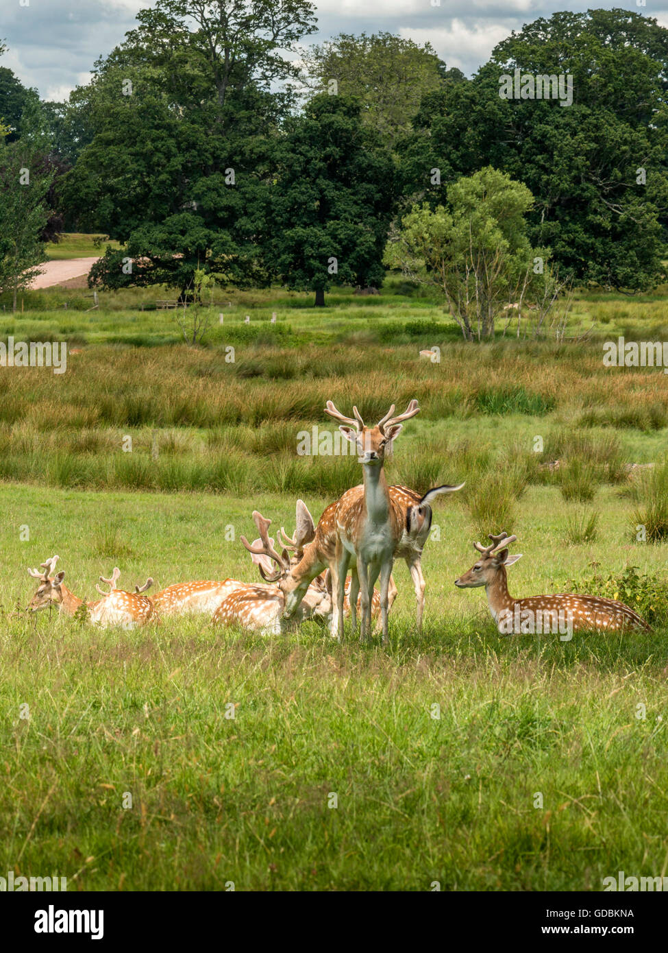 Herd of Fallow Deer (Dama dama), grazing, relaxing and keeping cool in the shade during the July 2016 British, mini heatwave. Stock Photo