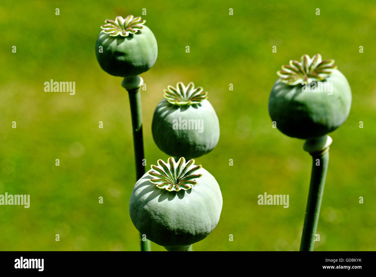 Poppy seed heads Stock Photo - Alamy