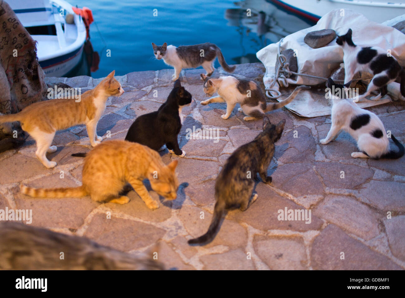 stray cats at Lesvos, Greece Stock Photo