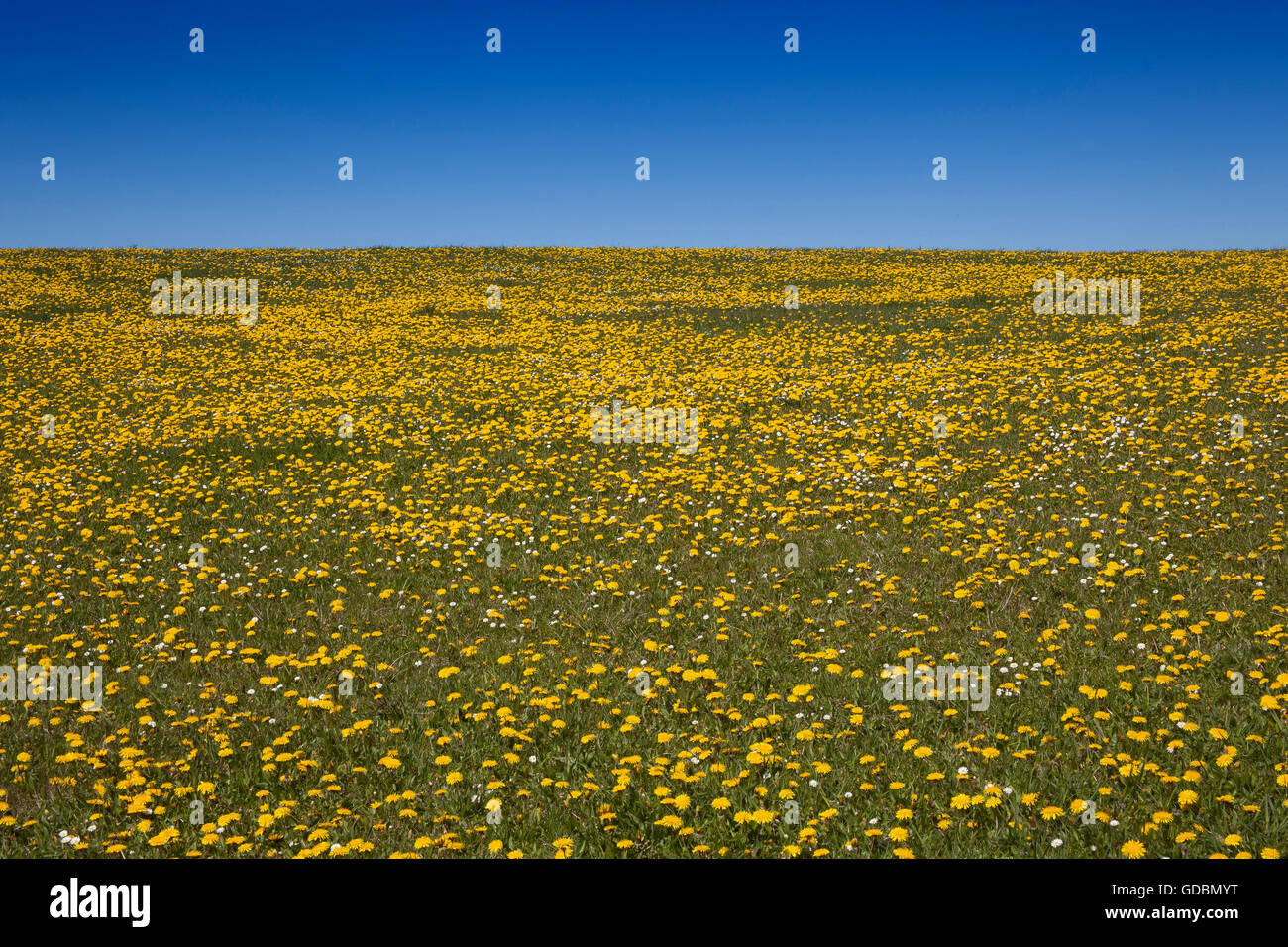 Meadow with dandelions (Taraxacum officinale) in spring, Schleswig Holstein, Sylt, Germany, Europe Stock Photo