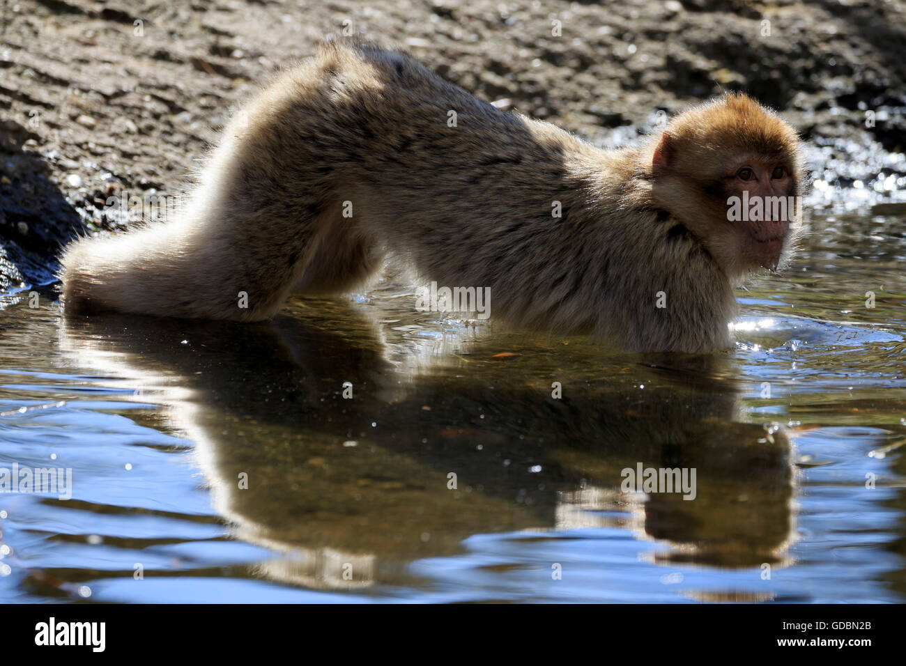 Barbary macaque, (Macaca sylvanus), captive Stock Photo