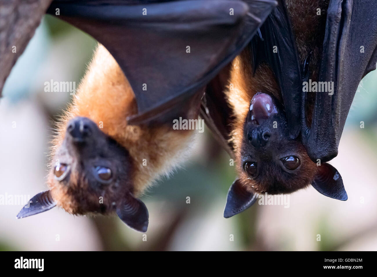 Indian Flying Fox, (Pteropus giganteus), captive Stock Photo - Alamy