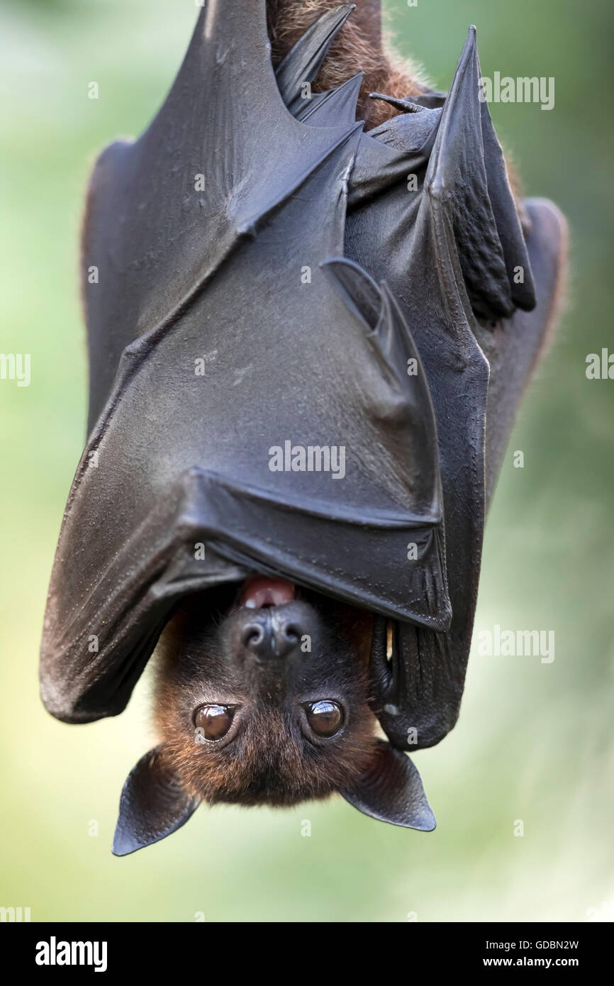 Indian Flying Fox, (Pteropus giganteus), captive Stock Photo - Alamy