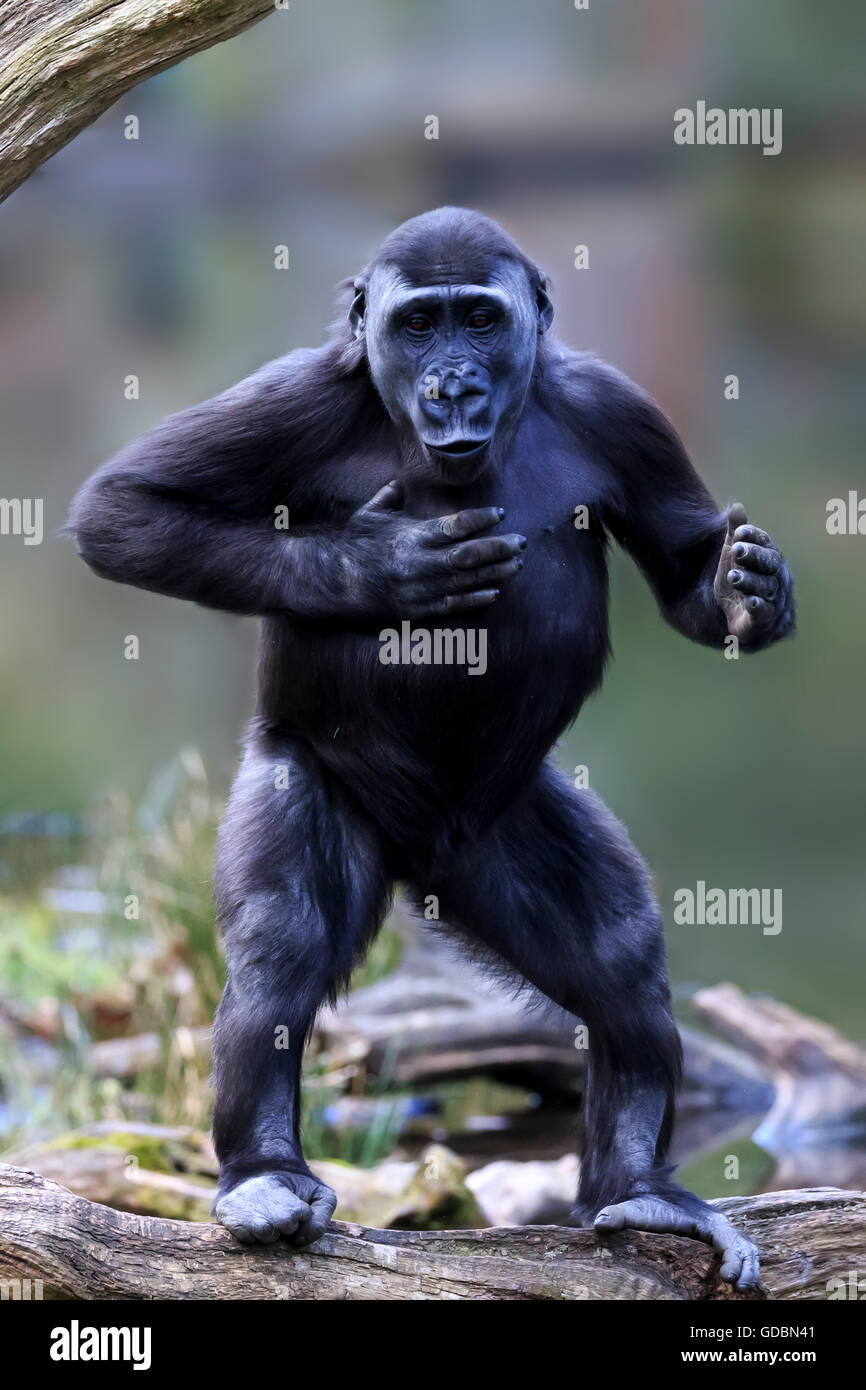 Lowland gorilla, (Gorilla gorilla), Captive Stock Photo