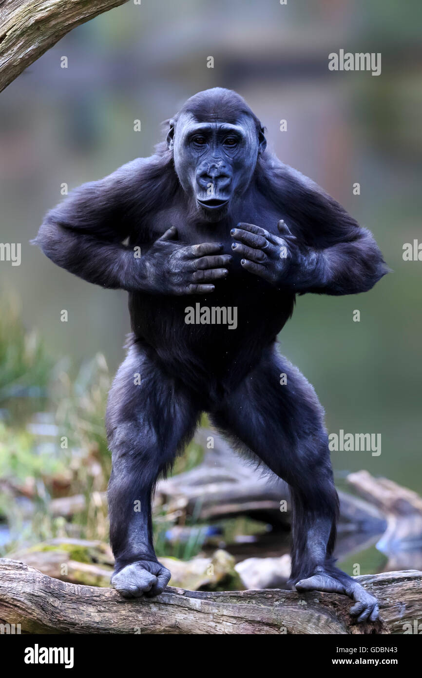 Lowland gorilla, (Gorilla gorilla), Captive Stock Photo