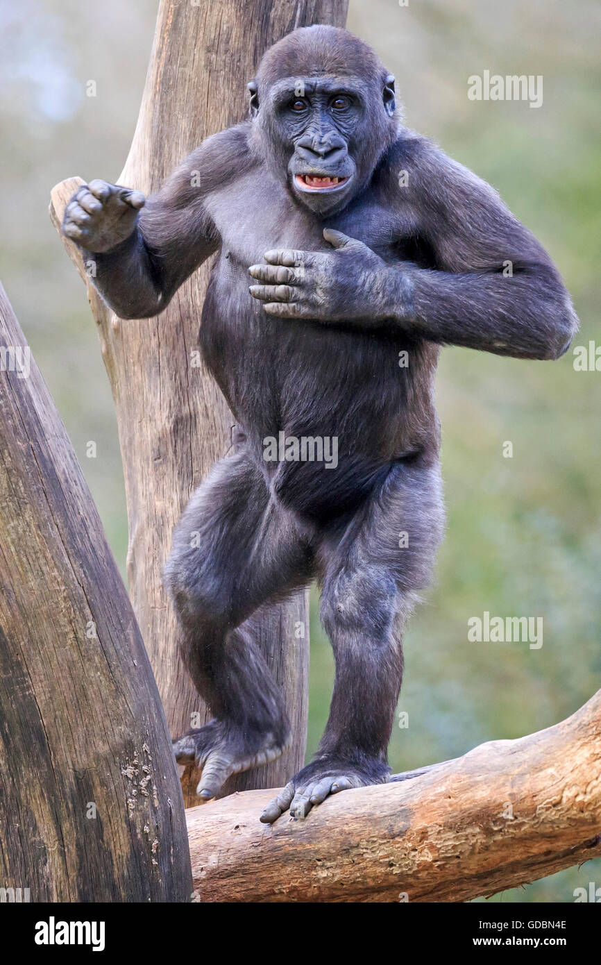 Lowland gorilla, (Gorilla gorilla), Captive Stock Photo