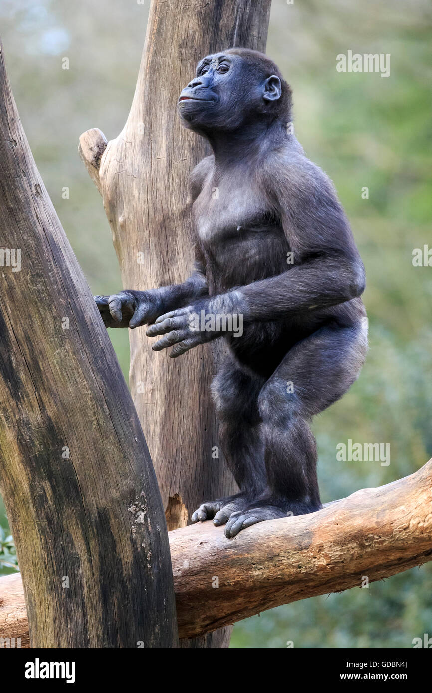 Lowland gorilla, (Gorilla gorilla), Captive Stock Photo