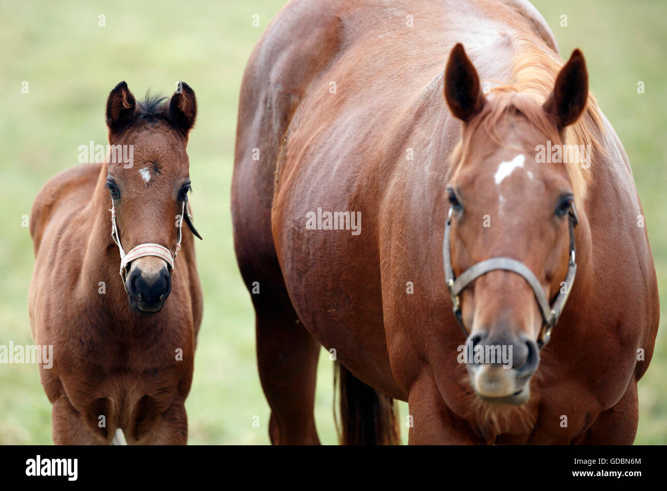 whole blood horse, racehorse, foal, Germany Stock Photo