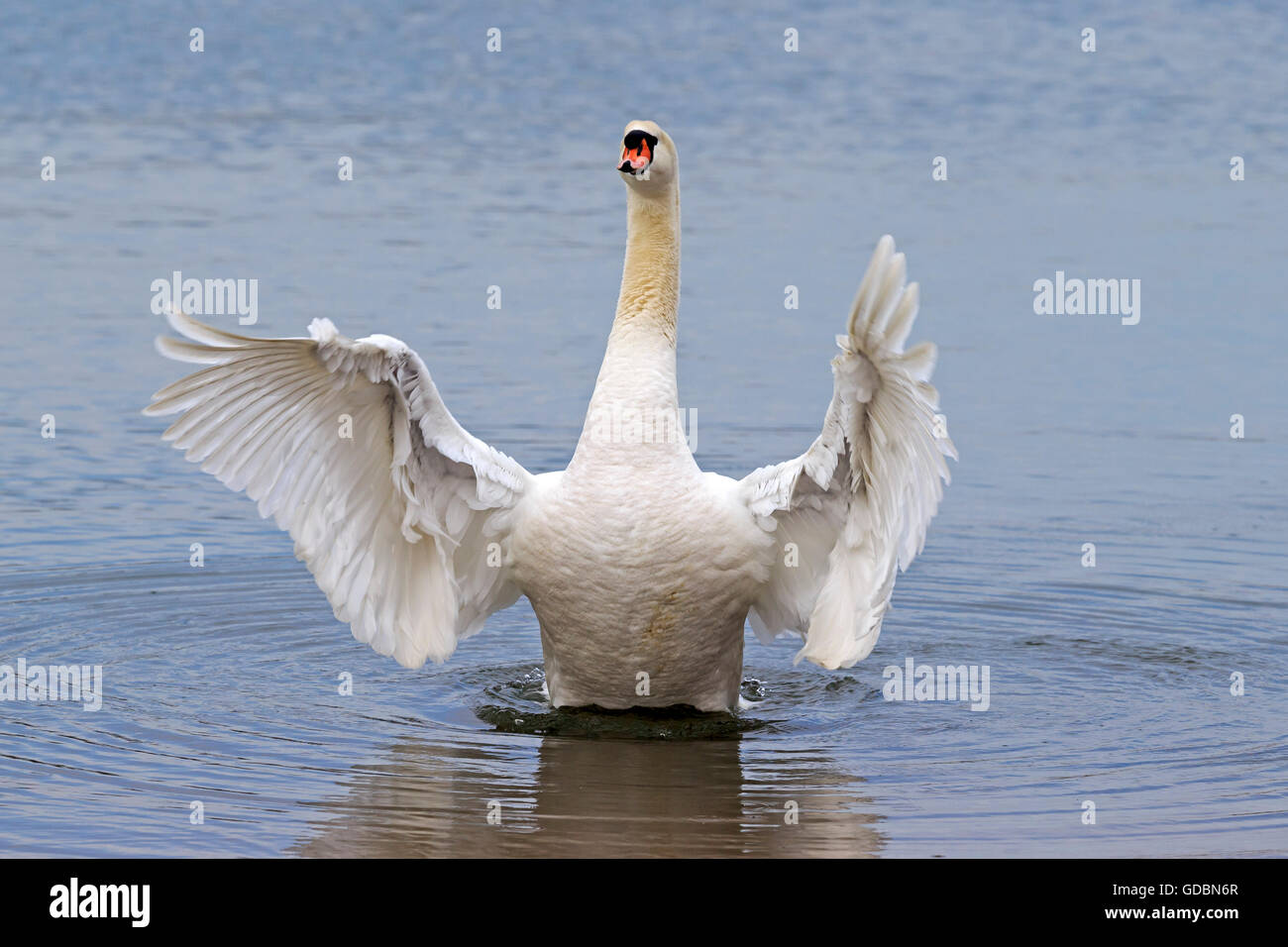 Mute Swan, (cygnus olor), wildlife Stock Photo