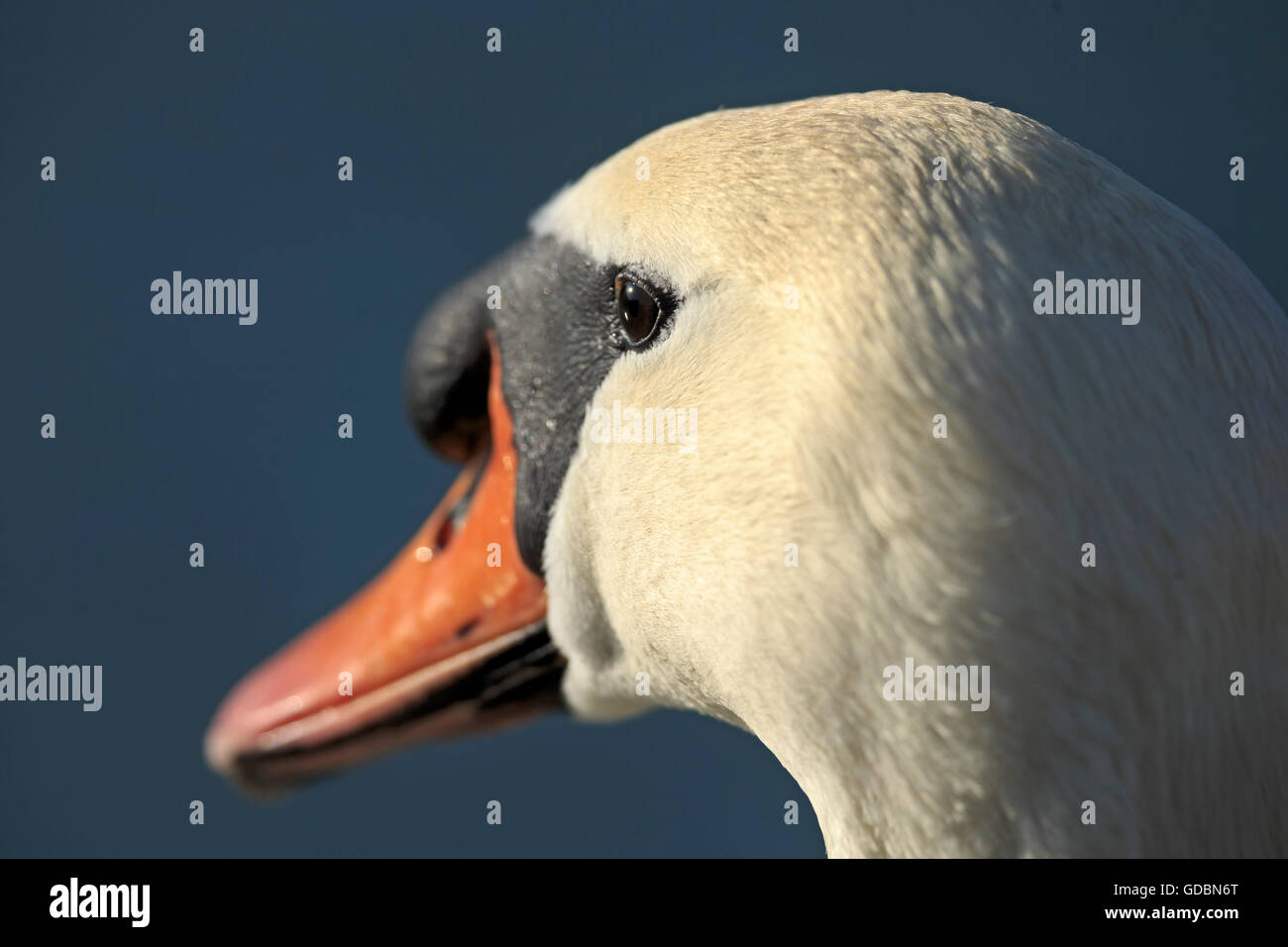 Mute Swan, (cygnus olor), wildlife Stock Photo