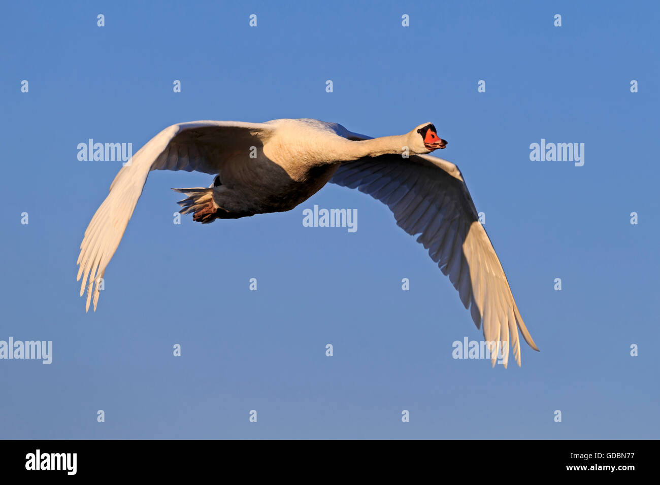 Mute Swan, (cygnus olor), wildlife Stock Photo