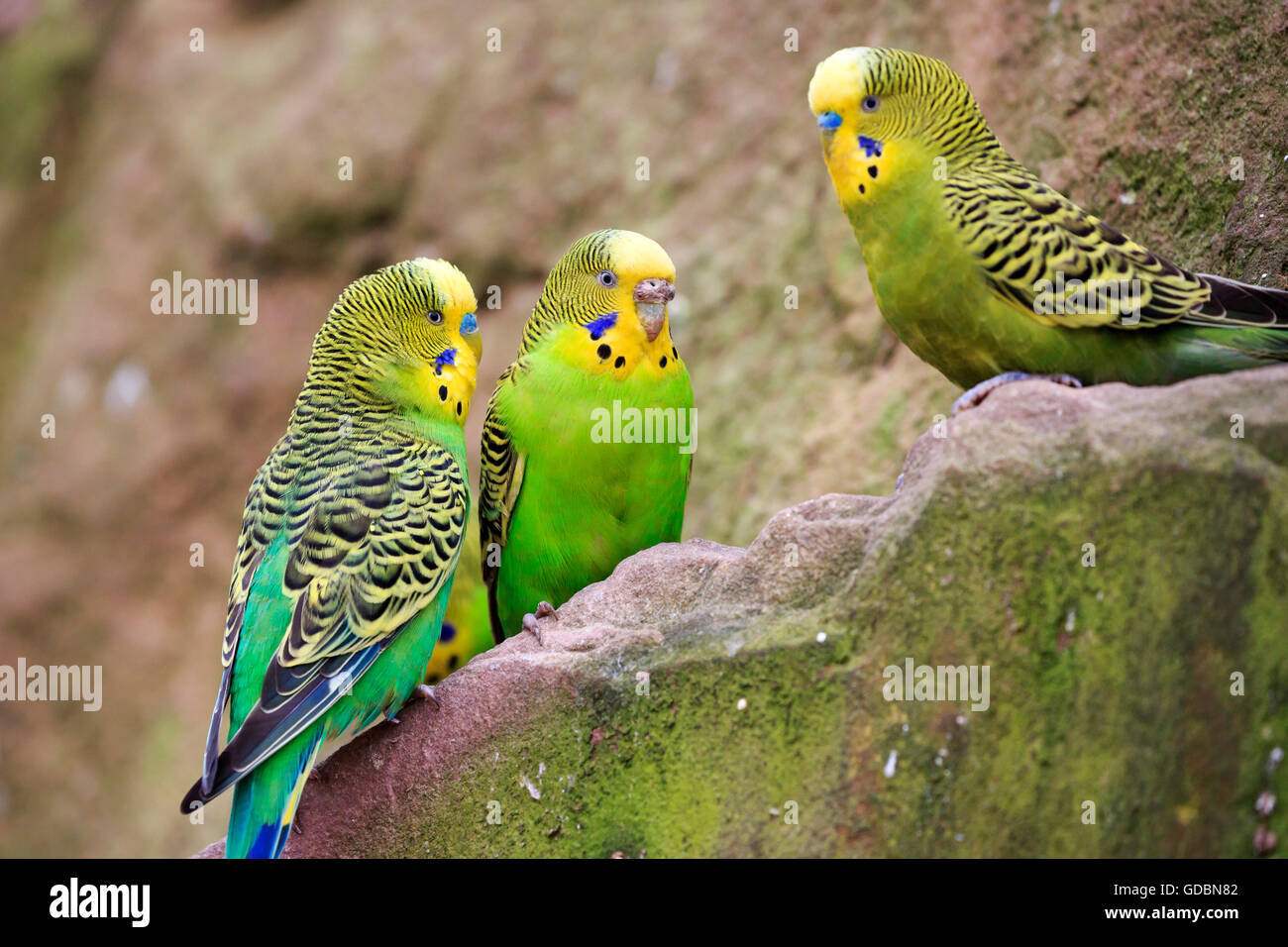 Budgerigar, (Melopsittacus undulatus), captive Stock Photo