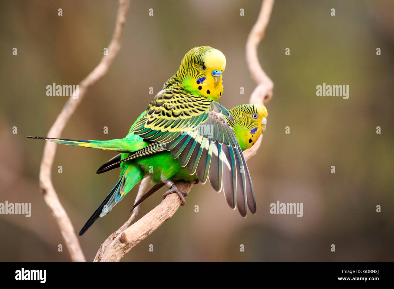 Budgerigar, (Melopsittacus undulatus), captive Stock Photo