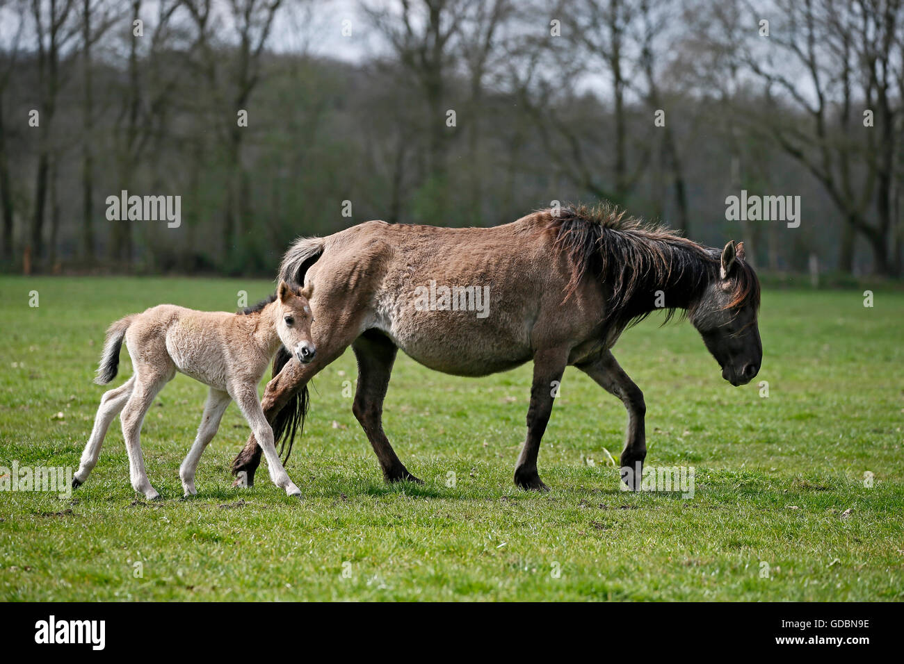 Wild horse Duelmen Duelmen, Nordrhein-Westfalen, Germany Stock Photo
