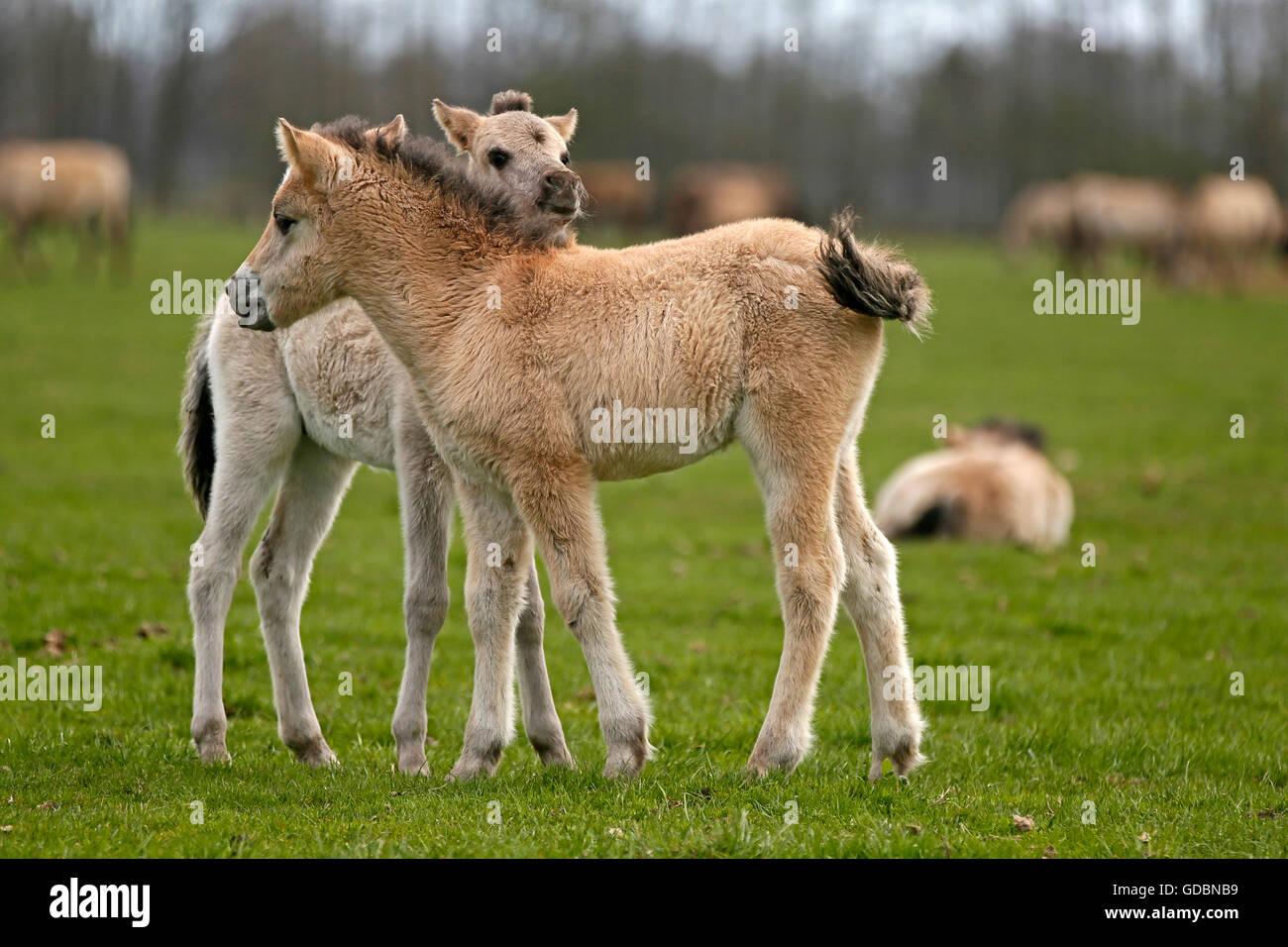 Wild horse Duelmen Duelmen, Nordrhein-Westfalen, Germany Stock Photo