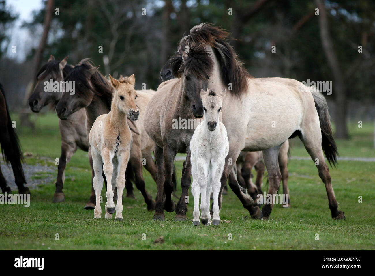Wild horse Duelmen Duelmen, Nordrhein-Westfalen, Germany Stock Photo