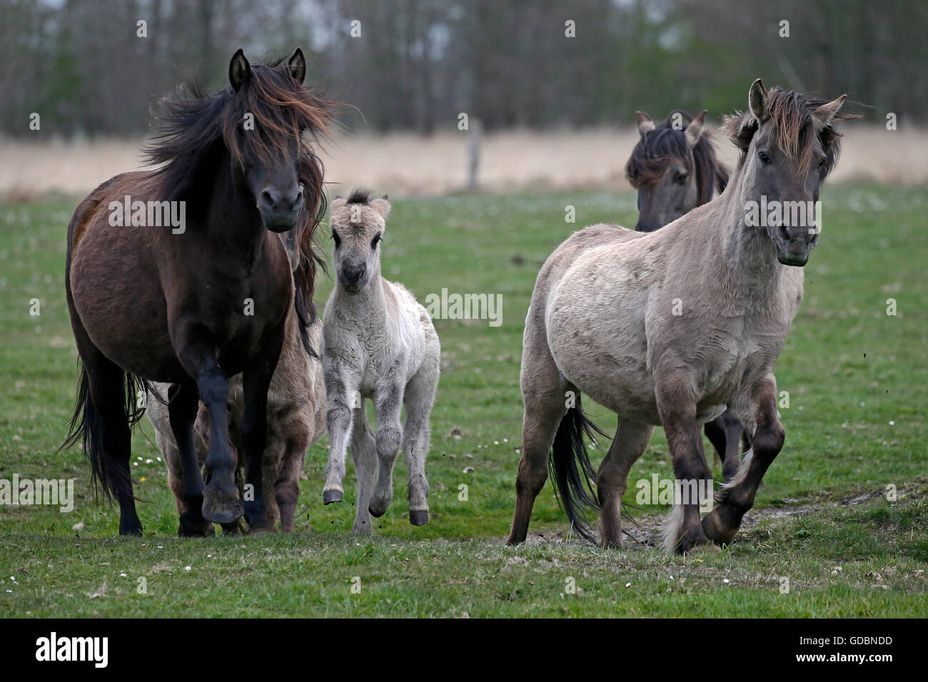 Wild horse Duelmen Duelmen, Nordrhein-Westfalen, Germany Stock Photo