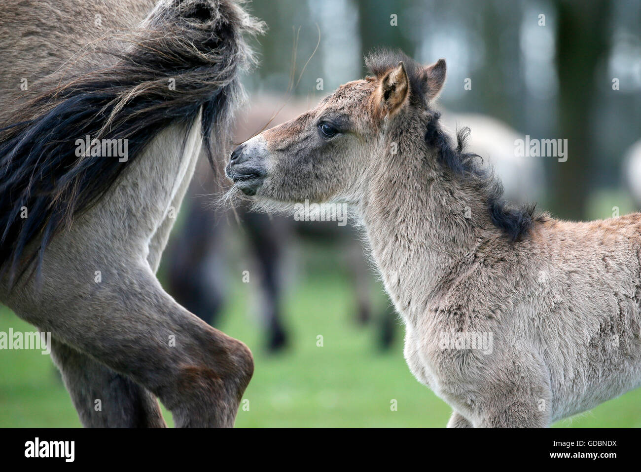 Wild horse Duelmen Duelmen, Nordrhein-Westfalen, Germany Stock Photo