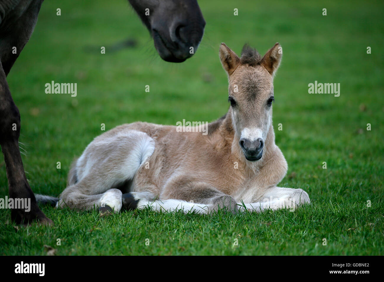 Wild horse Duelmen Duelmen, Nordrhein-Westfalen, Germany Stock Photo