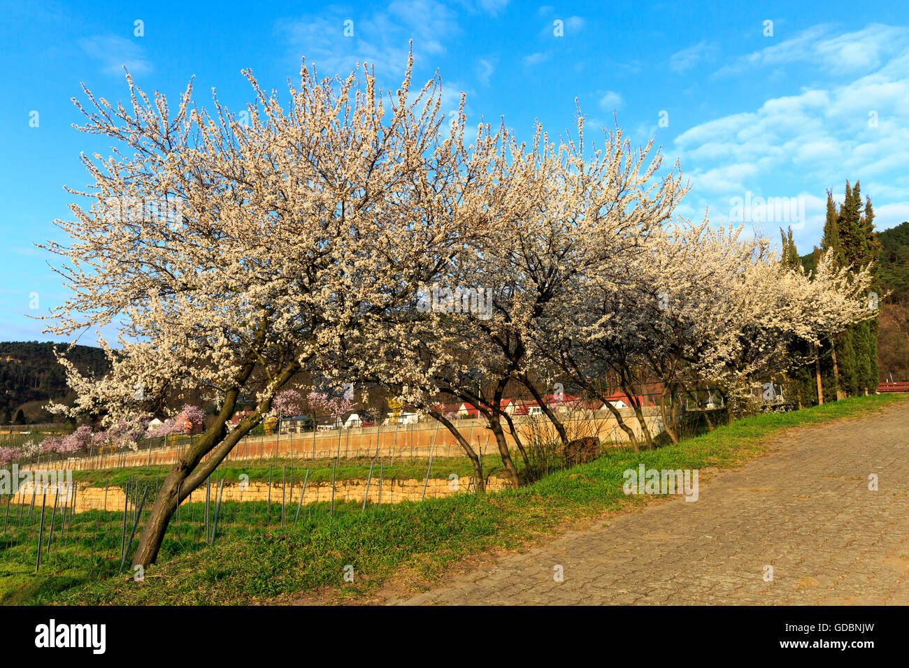 almond tree (Prunus dulcis), blooming, Germany, Rheinland-Pfalz, Gimmeldingen, March 2015, southern winestreet Stock Photo