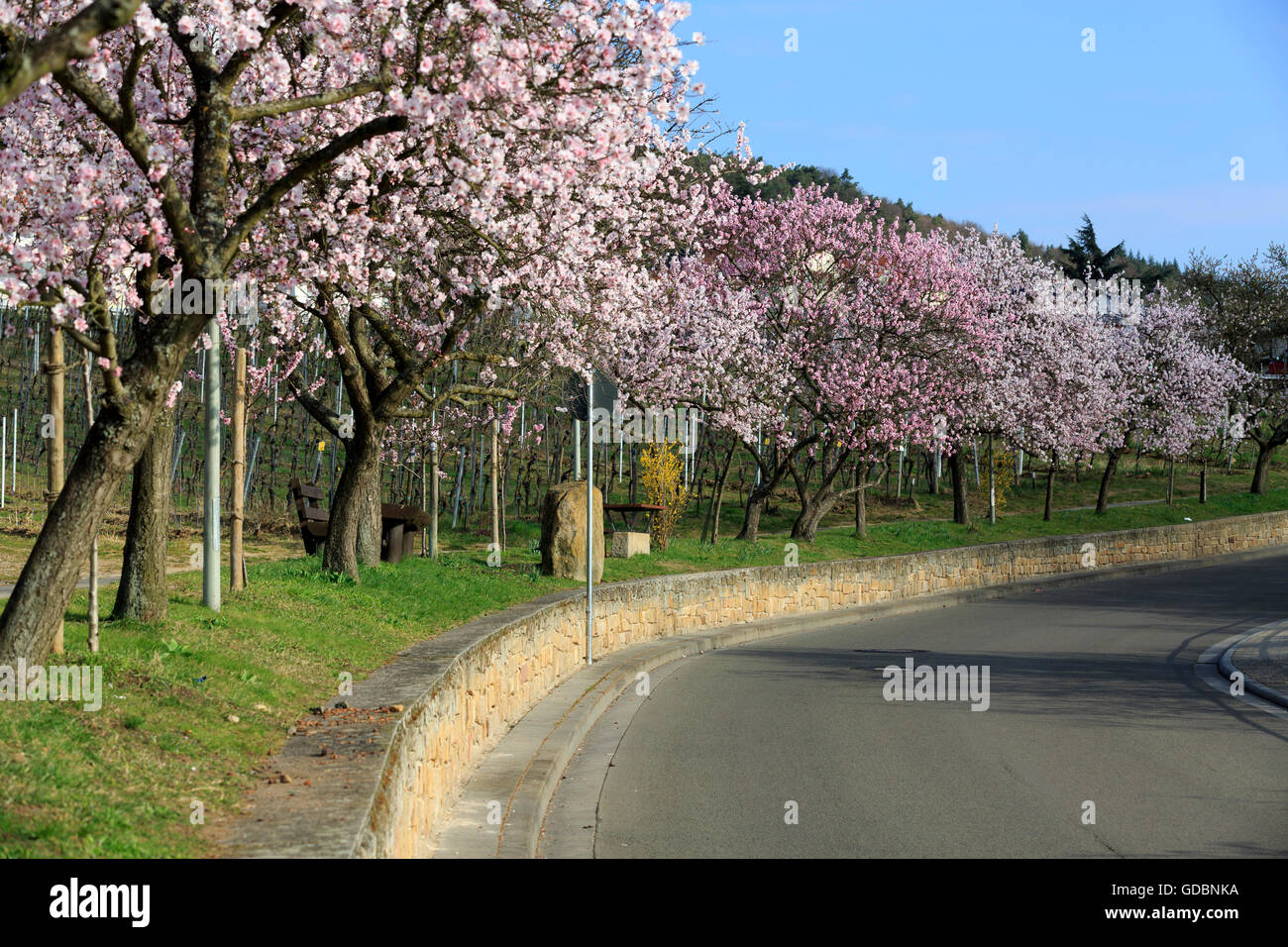 almond tree (Prunus dulcis), blooming, Germany, Rheinland-Pfalz, Gimmeldingen, March 2015, southern winestreet Stock Photo