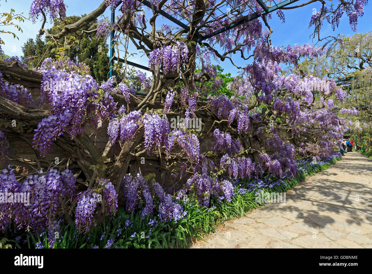 Baden-Wuerttemberg, Weinheim, Hermannshof, (Wisteria sinensis), Wisterie, Wistarie, Glyzinie, Germany Stock Photo