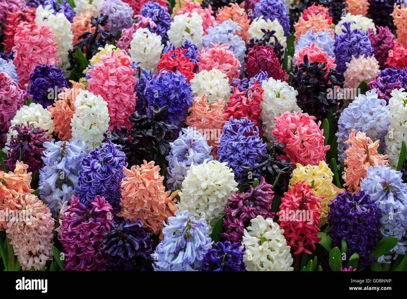 Holland, Niederlande, Lisse, Keukenhof, Hyazinthen (Hyacinthus) Stock Photo