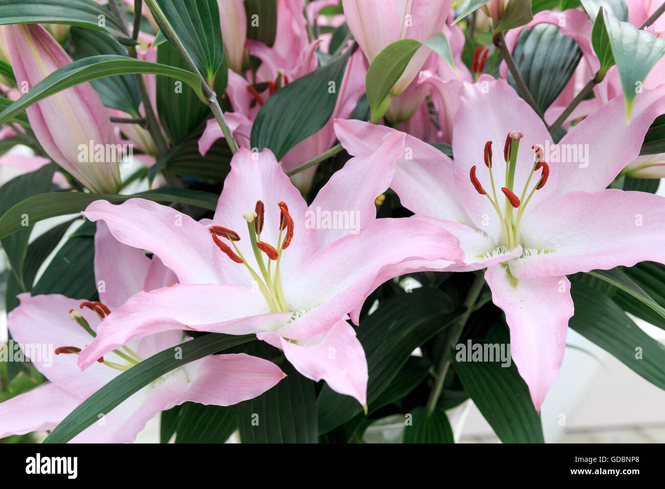 Pink Pearl&quot Stock Photo