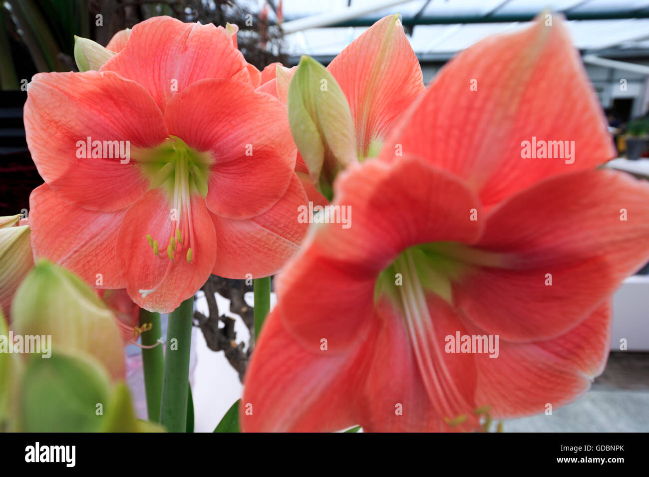 Amaryllis Susan&quot Stock Photo