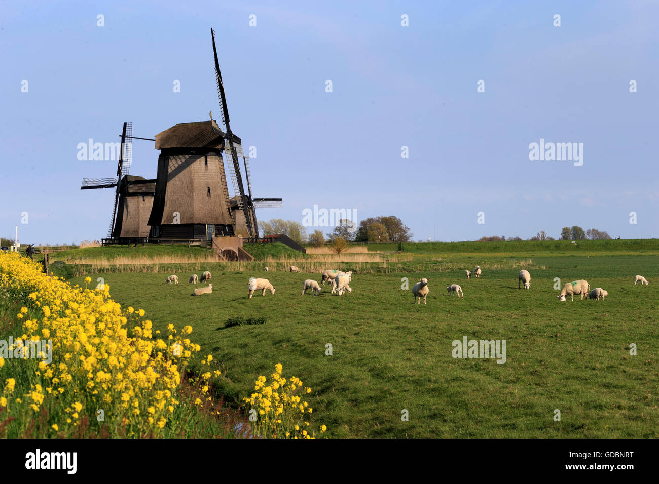 Stichting Museummolen, Windmuehlen bei Schermerhorn, Holland, Niederlande, Nordholland, Stock Photo