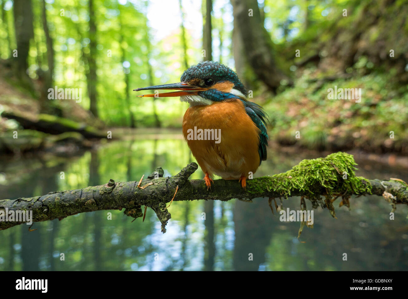 King Fisher, sitting on a branch near the river, Senne, NRW, Germany / (Alcedo atthis) Stock Photo