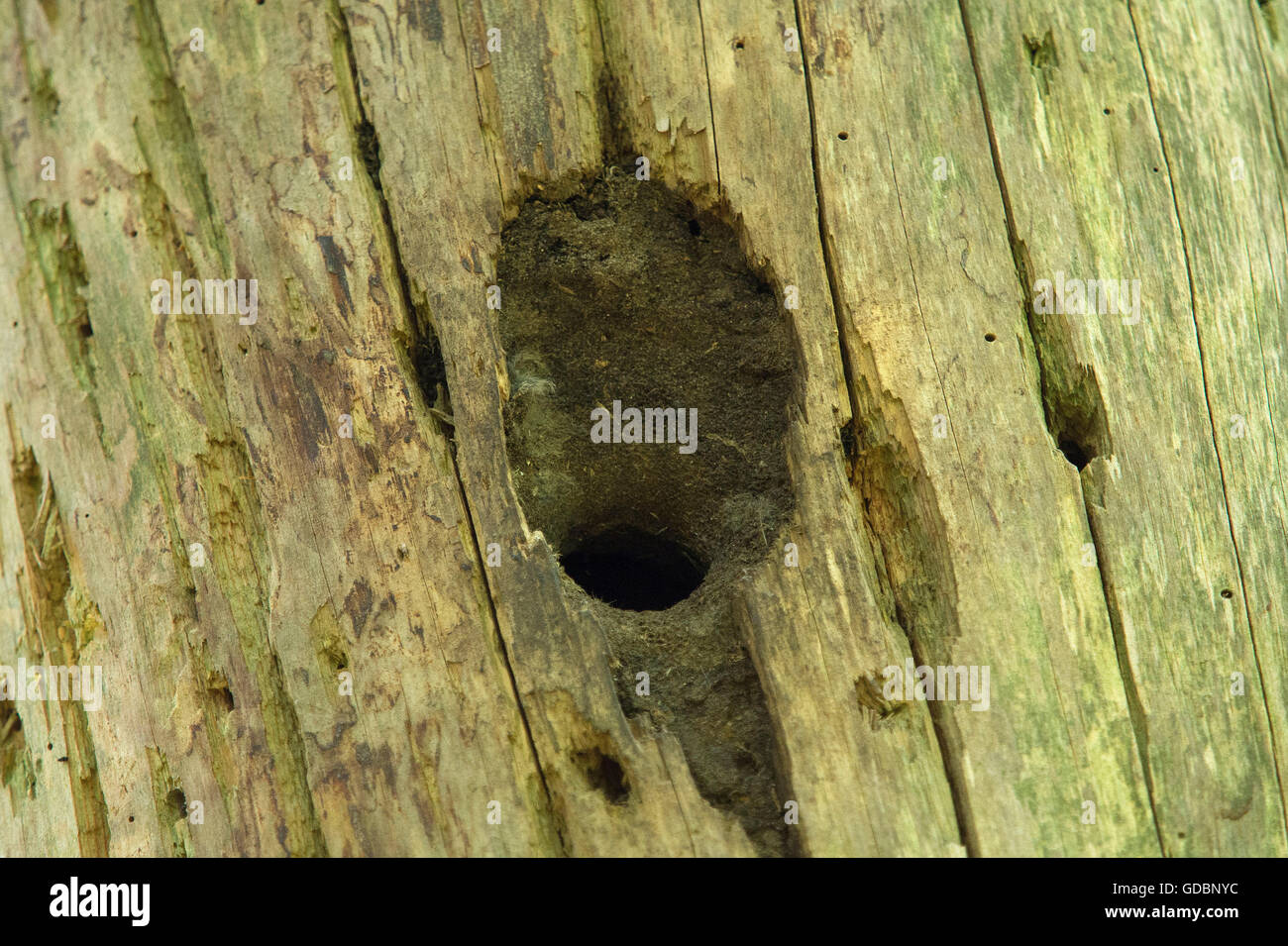 Nuthatch, nesting hole in tree, Sennestadt, NRW, Germany / (Sitta europaea) Stock Photo