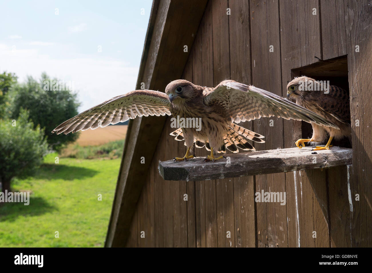 Kestrel, young birds, flighttraining in front of nestingbox, Langenberg, NRW, Germany / (Falco tinnunculus) Stock Photo