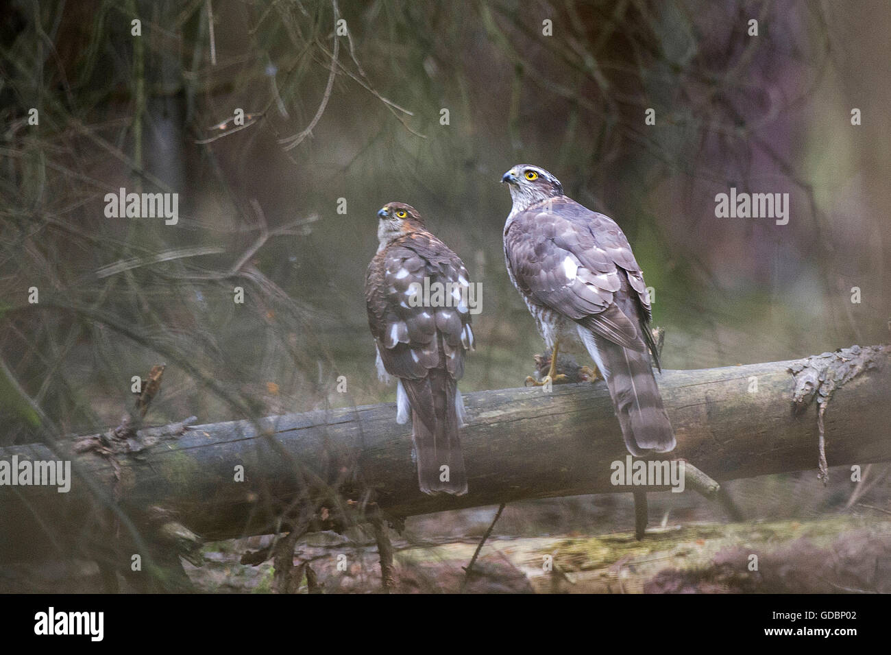 Sparrow hawk, male and female sitting on a branch, Senne, NRW, Deutschland / (Accipiter nisus) Stock Photo