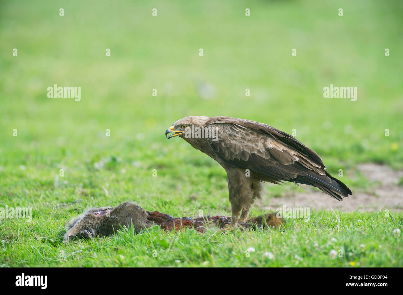 Lesser spotted Eagle, eating from dead racoon, Naturpark Feldberger Seenlandschaft, Brandenburg, Germany / (Aquila pomarina) Stock Photo