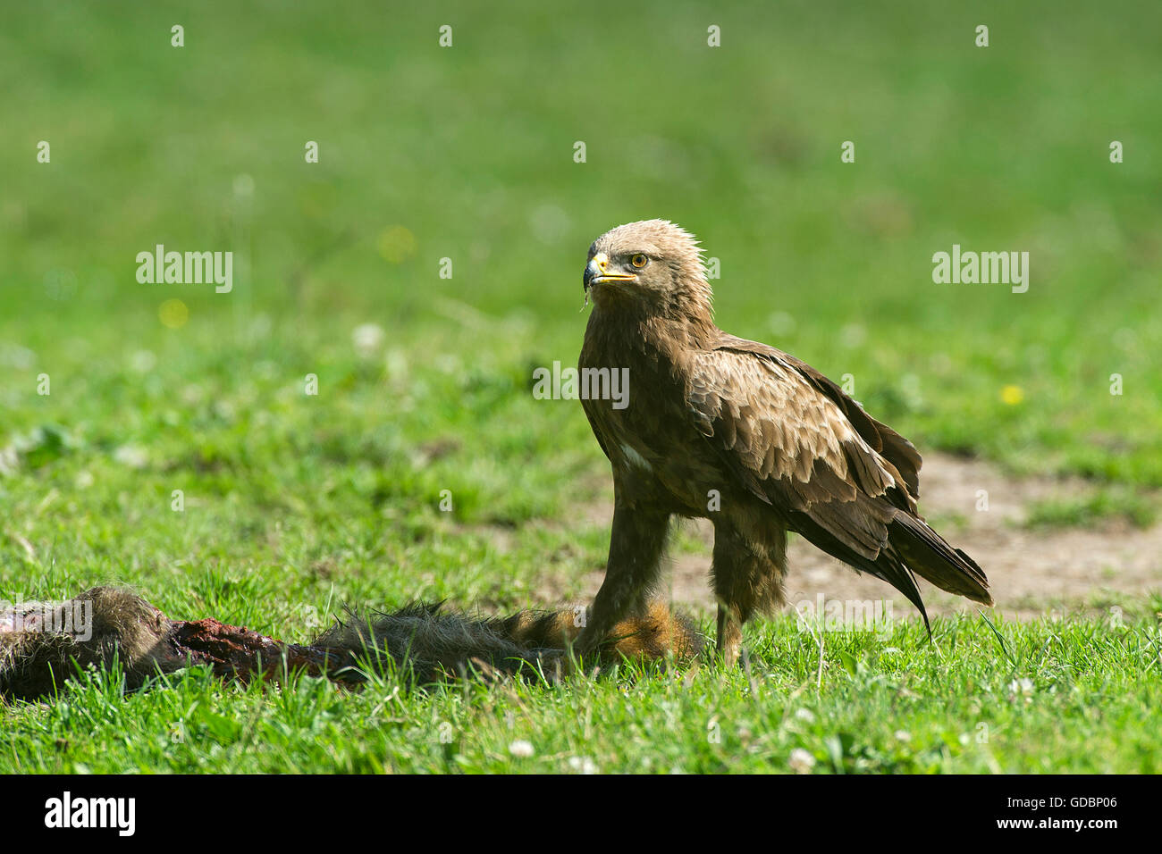 Lesser spotted Eagle, eating from dead racoon, Naturpark Feldberger Seenlandschaft, Brandenburg, Germany / (Aquila pomarina) Stock Photo