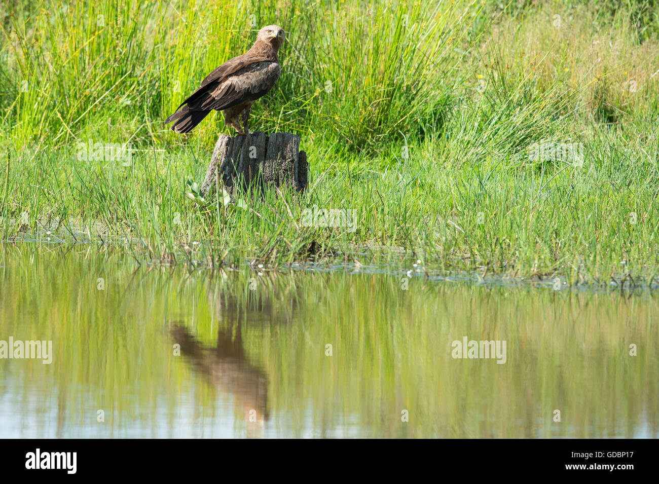 Lesser spotted Eagle, Naturpark Feldberger Seenlandschaft, Brandenburg, Germany / (Aquila pomarina) Stock Photo
