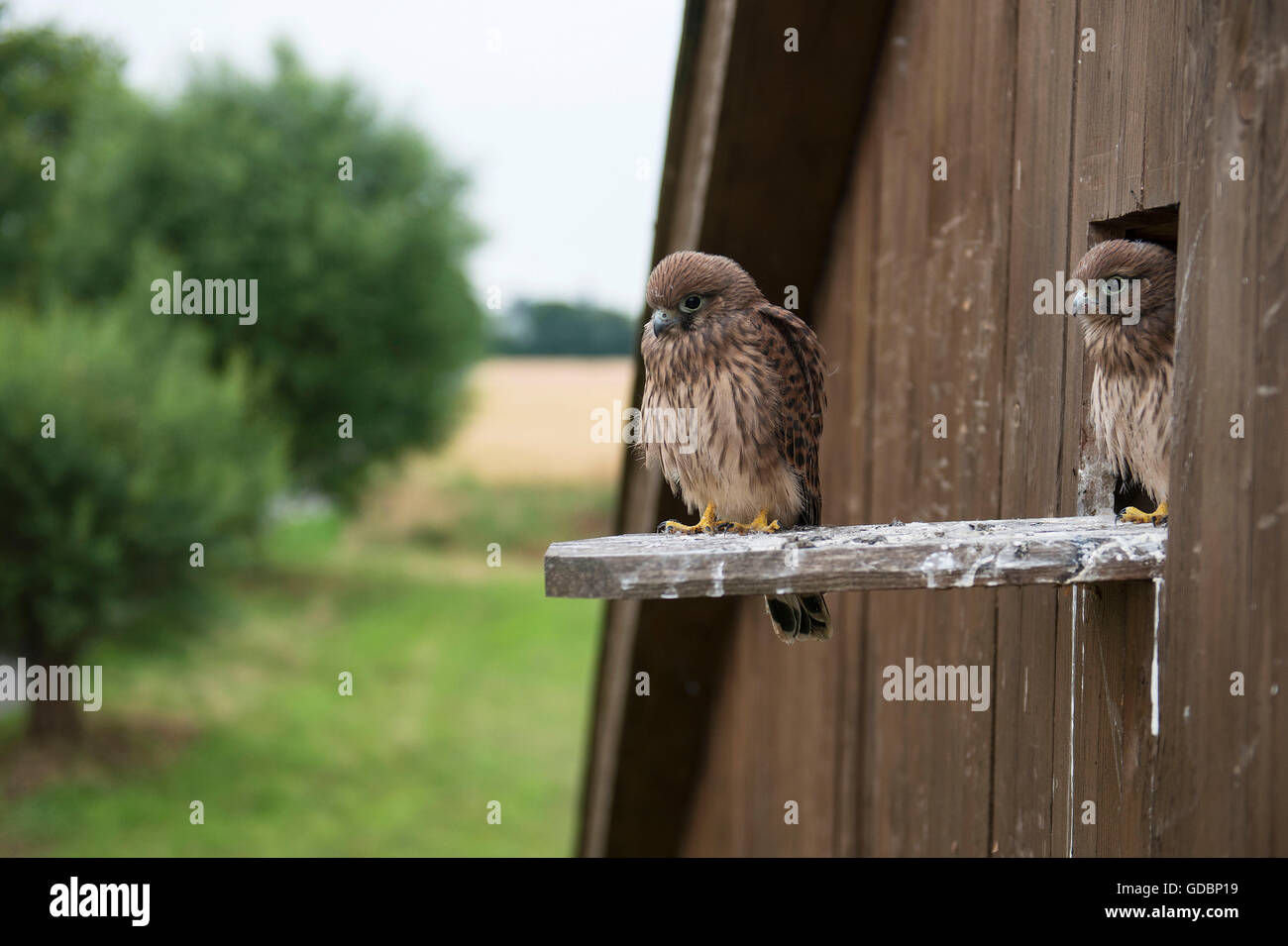Kestrel, youngs, Langenberg, NRW, Germany / (Falco tinnunculus) Stock Photo