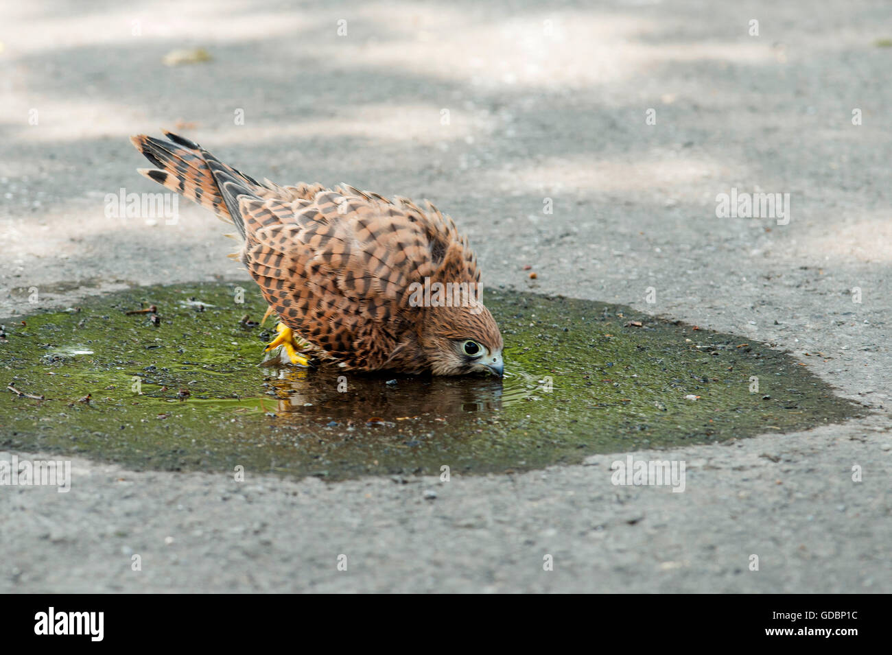 Kestrel, young bird bathing on street, Langenberg, NRW, Germany / (Falco tinnunculus) Stock Photo