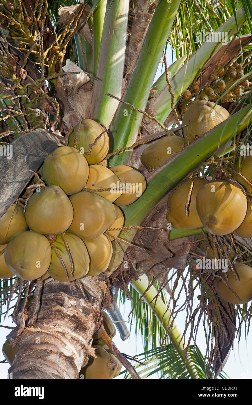 Coconut palm on the beach of Rangbeach, Danang, Asia Stock Photo