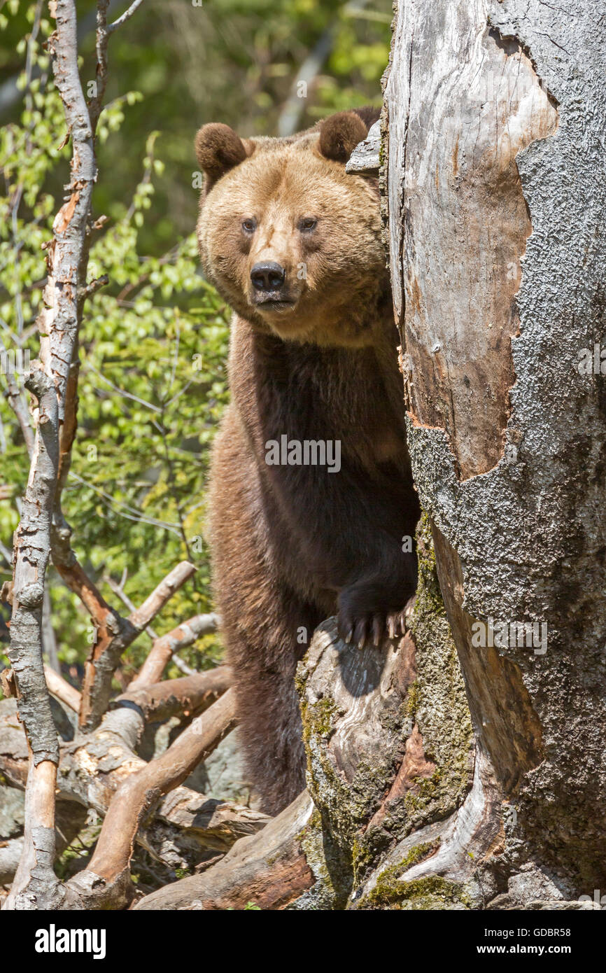 Brown Bear, (Ursus arctos), captive, Germany, Bavarian, Nationalpark Bavarien Forest Stock Photo