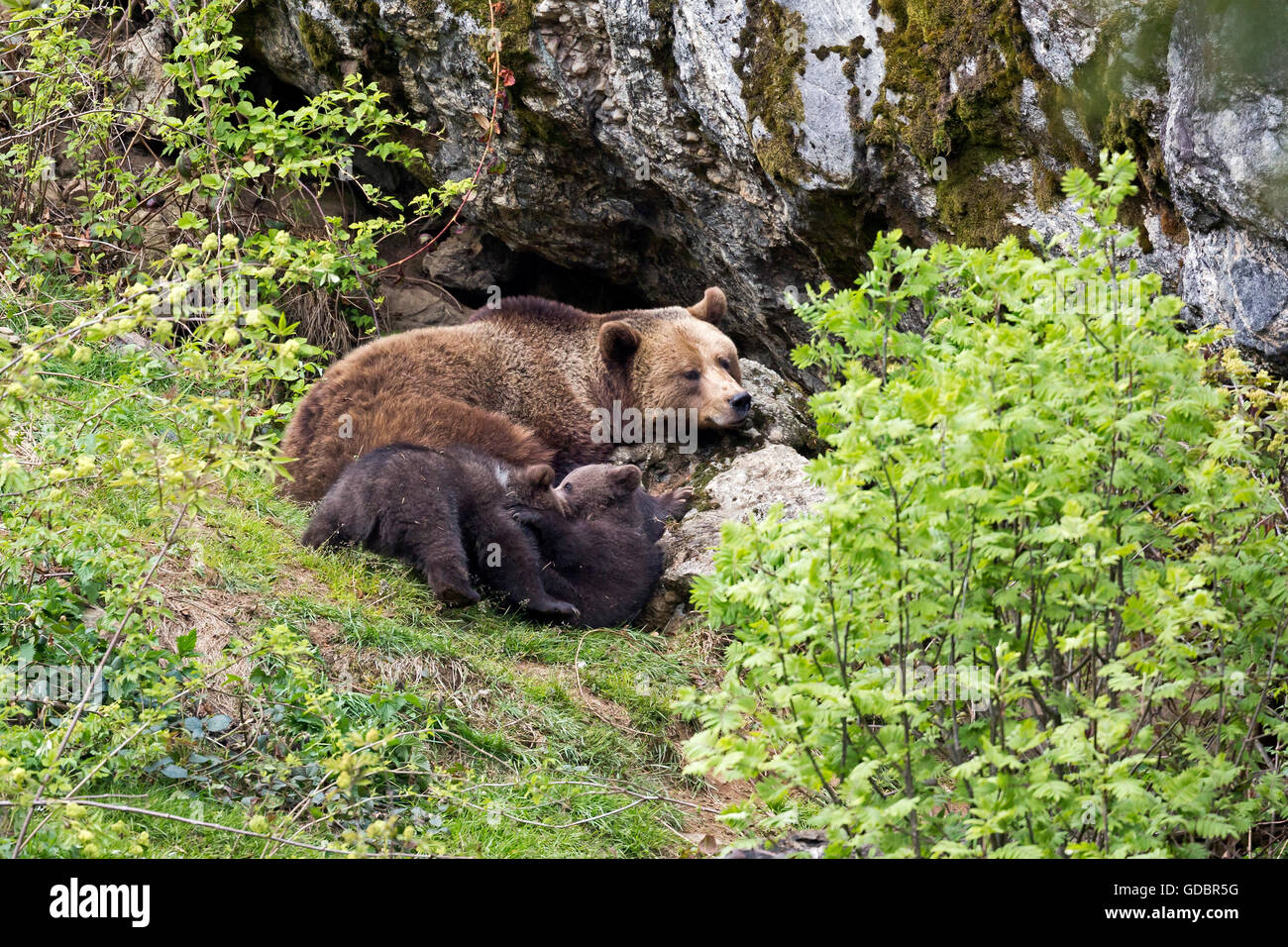 Brown Bear, (Ursus arctos), captive, Mother with cubs, Germany, Bavarian, Nationalpark Bavarien Forest Stock Photo