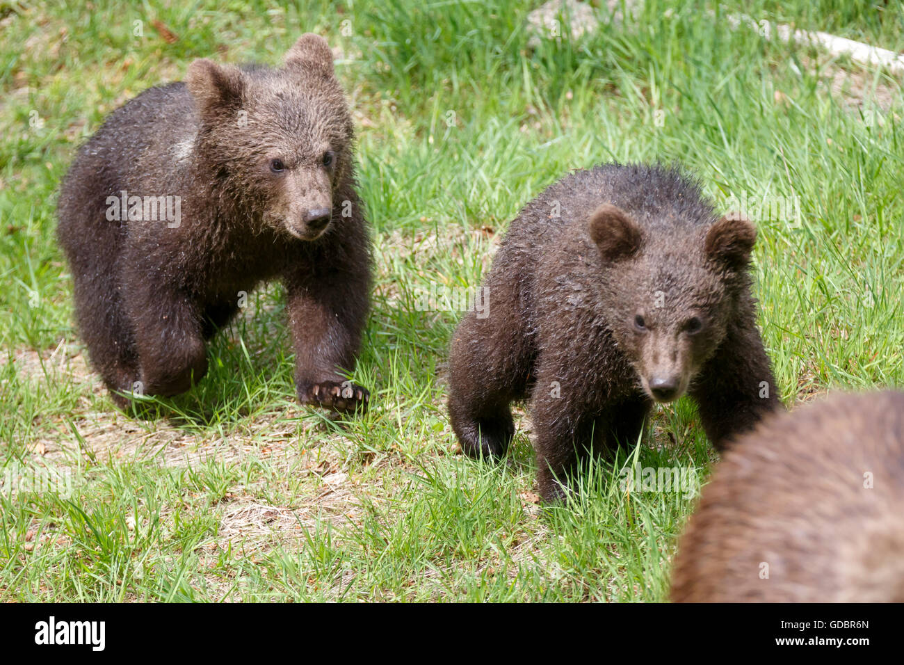 Brown Bear, (Ursus arctos), captive, Mother with cubs, Germany, Bavarian, Nationalpark Bavarien Forest Stock Photo