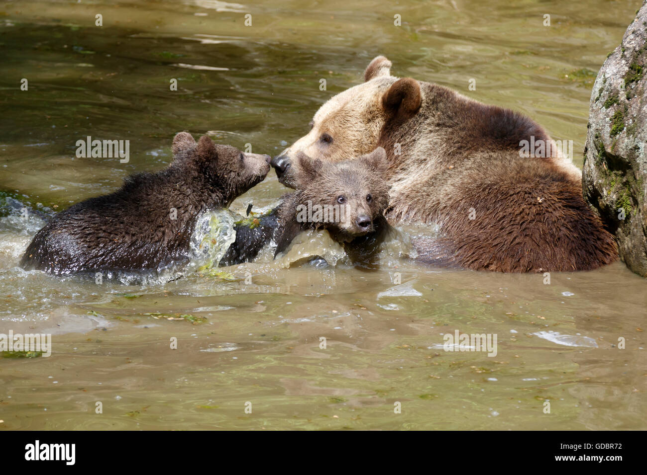 Brown Bear, (Ursus arctos), captive, Mother with cubs, Germany, Bavarian, Nationalpark Bavarien Forest Stock Photo