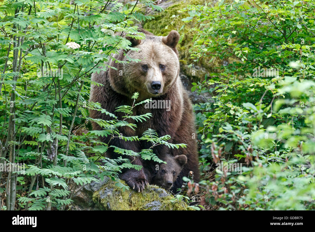 Brown Bear, (Ursus arctos), captive, Mother with cubs, Germany, Bavarian, Nationalpark Bavarien Forest Stock Photo