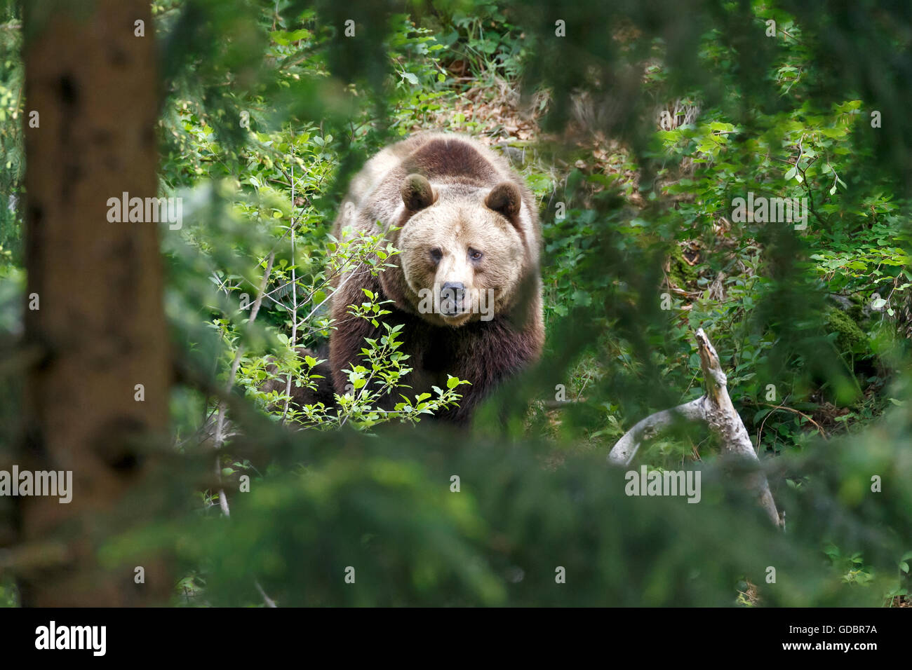 Brown Bear, (Ursus arctos), captive, Germany, Bavarian, Nationalpark Bavarien Forest Stock Photo
