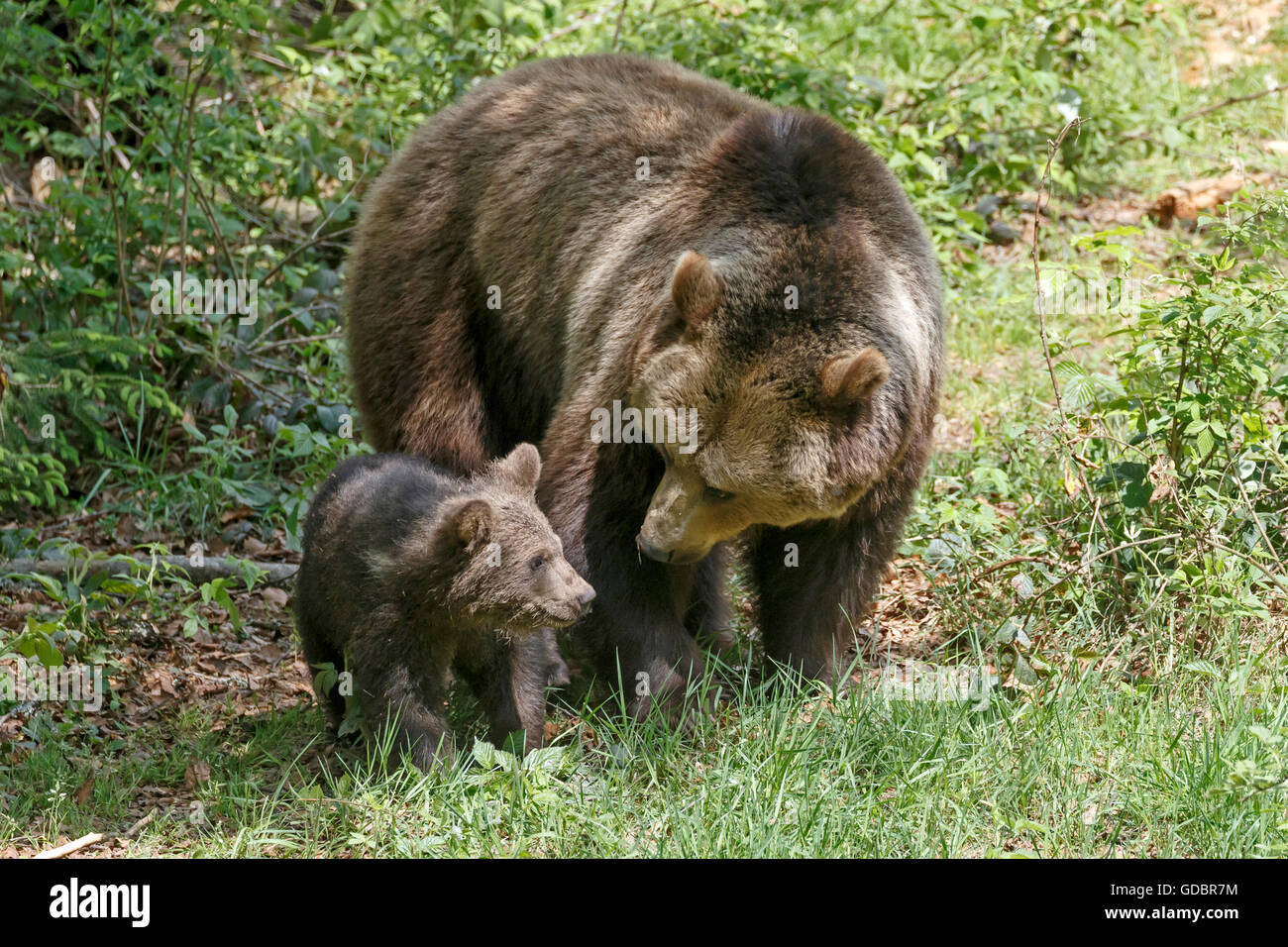 Brown Bear, (Ursus arctos), captive, Mother with cubs, Germany, Bavarian, Nationalpark Bavarien Forest Stock Photo