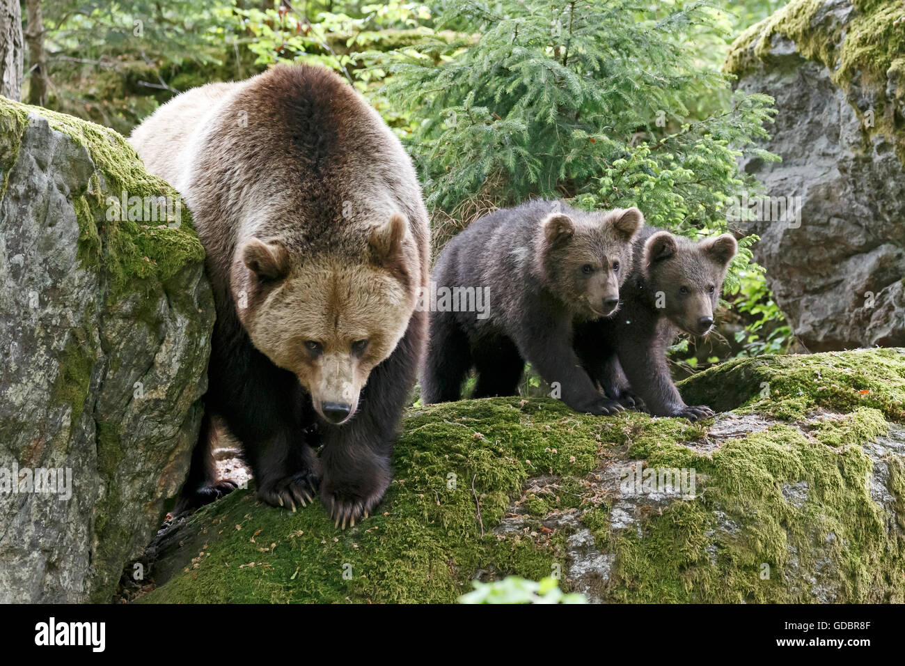 Brown Bear, (Ursus arctos), captive, Mother with cubs, Germany, Bavarian, Nationalpark Bavarien Forest Stock Photo