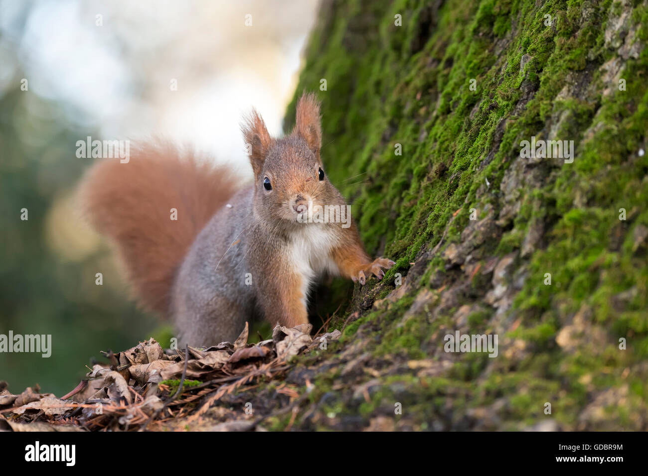 Red Squirrel, (Sciurus vulgaris), Germany, wildlife Stock Photo