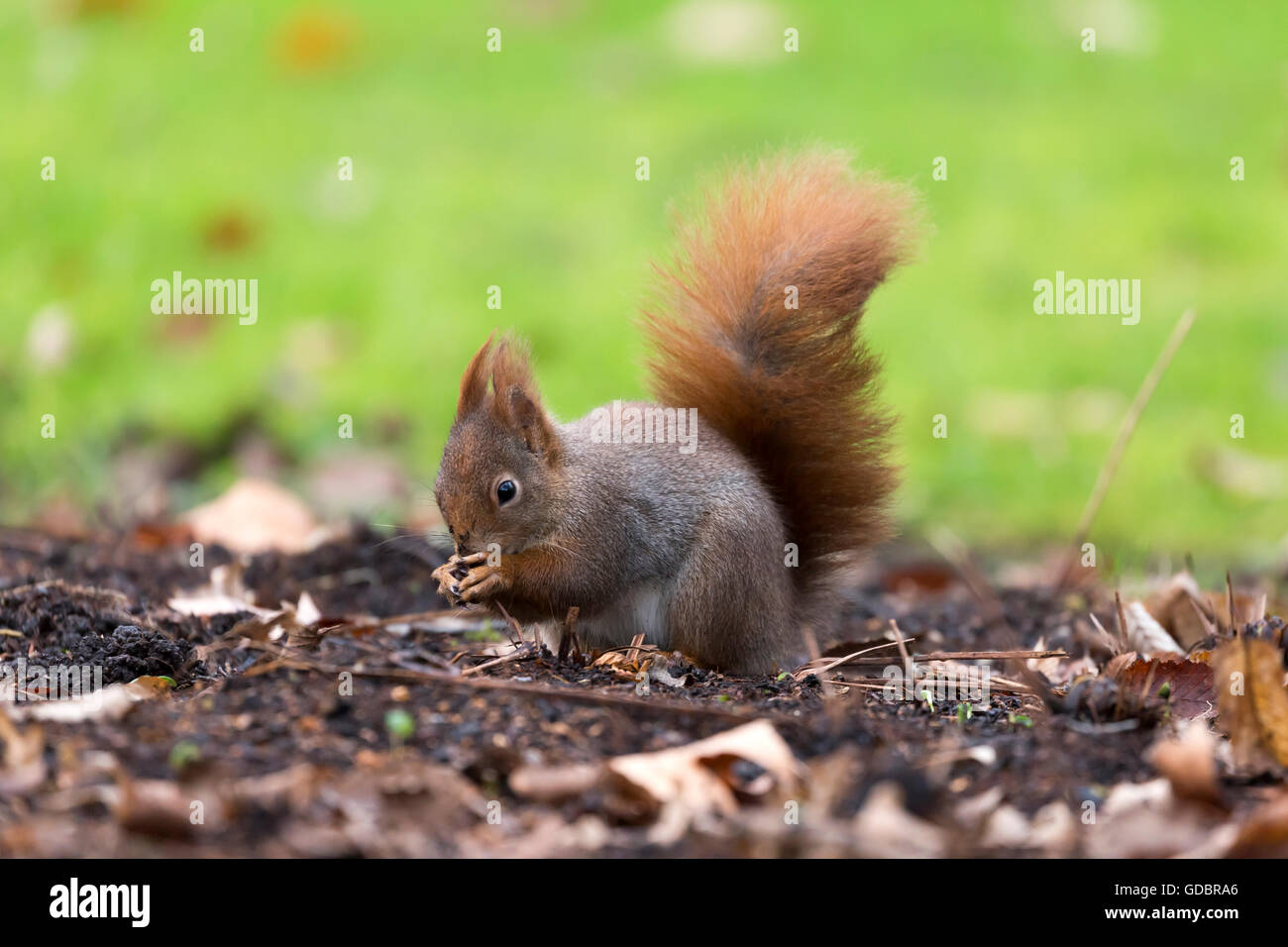 Red Squirrel, (Sciurus vulgaris), Germany, wildlife Stock Photo